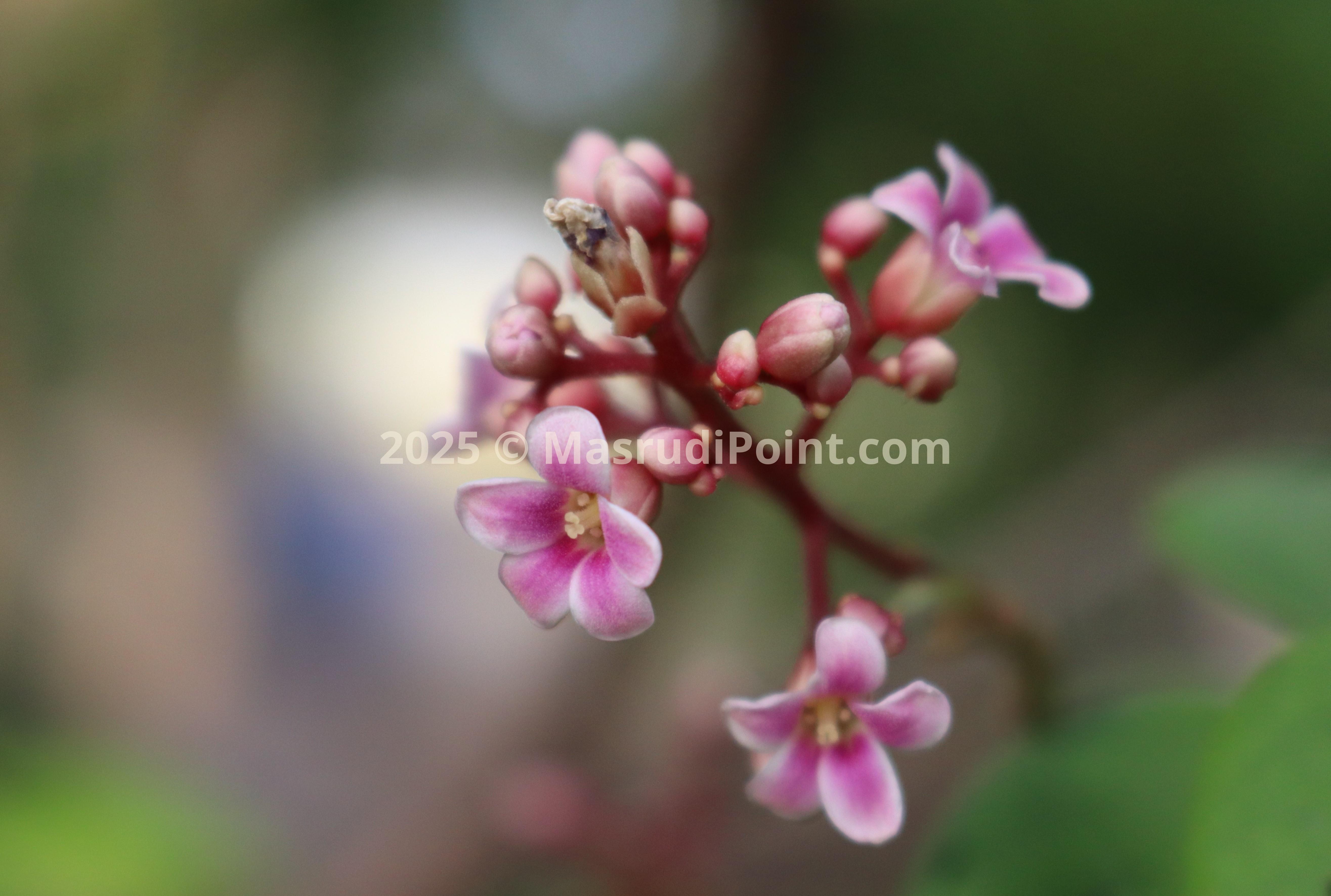 beauty in nature, macro photography of starfruit flower atau  carambola (bunga belimbing; maya) 2