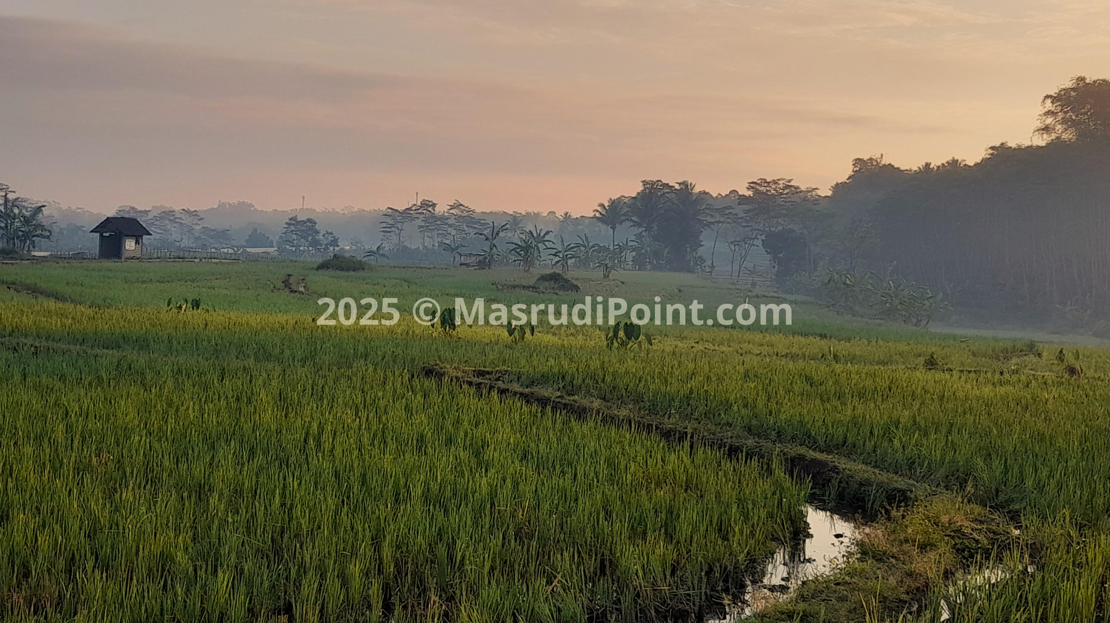 RICE FIELD TERRACING 3