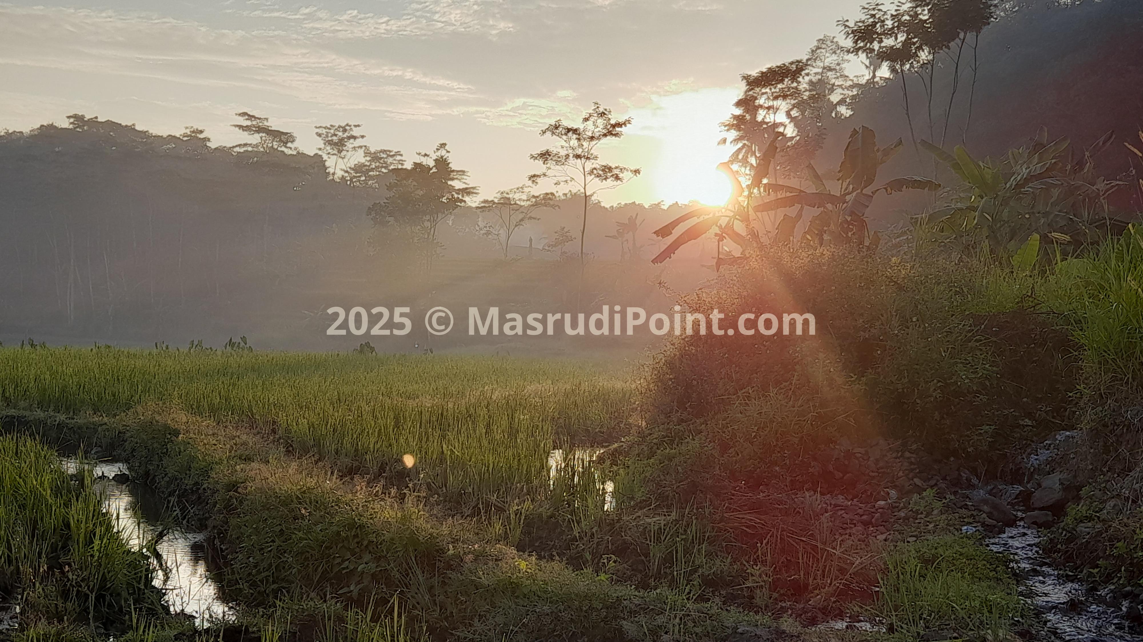 RICE FIELD TERRACING 4